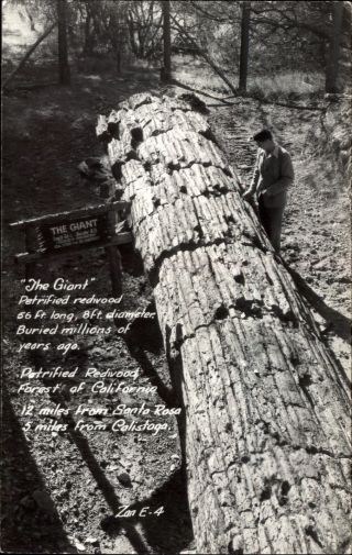 Rppc Giant Redwood Tree Petrified Forest California 1939 - 1950s Photo Postcard