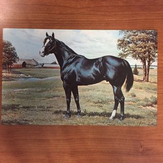 Diamond Duro Orren Mixer Quarter Horse Postcard Supreme Champion Aqha