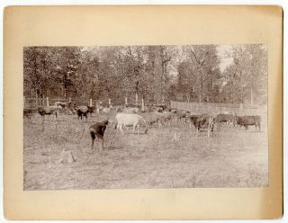 1890s Mounted Photo By Amateur Photographer Of Man With Cows,  St.  Louis,  Mo