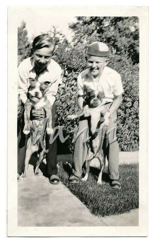 Beanie Hat Boys Hold Up Boston Terrier Dogs Standing Betwen Their Legs Old Photo