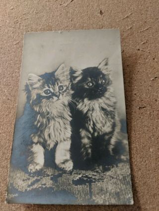 Cat Vintage Postcard.  Rppc B/w.  2 Kittens On A Rug.  British,  Not Mailed.