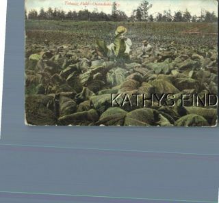 Kentucky Postcard A,  8880 Tobacco Field In Owensboro