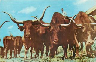 Old Chrome Postcard Ah B704 Vanishing Texas Longhorns Gene Autry Everett Rodeo