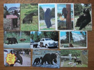 11 - Older Bear Postcards - Mother & Cubs - Hunting For Food (pepsi) - Others