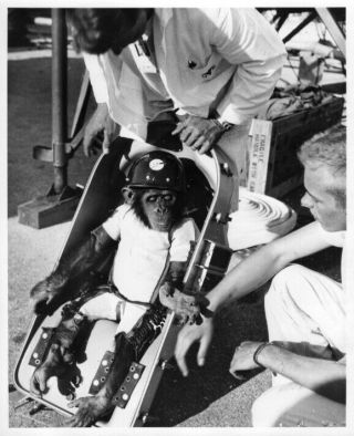 Mercury / Orig Nasa 8x10 Press Photo - Astro Chimp Training For Mr - 2