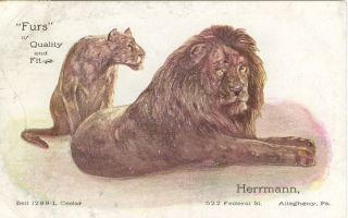 Pittsburgh Pa Herrmann,  " Furs " Of Quality And Fit,  522 Federal Avenue 1907