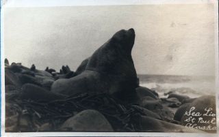 Rppc Alaska Sea Lion St.  Paul 1910 - 1930 Azo Unposted Blank