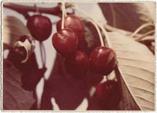 Vintage 1950s Wild Cherries,  Early Color Photography,  Rare