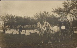 Fruit Delivery Wagon In Field W/ Bee Hives - Apple Trees? C1910 Photo Postcard