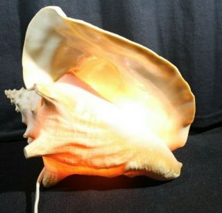 Vintage Pink Conch Shell Lamp Nightlight Seashell Large - -,  Bulb Inc.  9 "