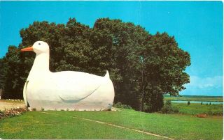 The Big Duck - Road To Hampton Bays,  Long Island,  Ny Vintage Chrome Postcard