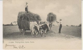 Old Lyme Ct Conn,  Haying Time Postcard,  1906
