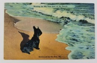 Postcard Linen Scottie Terrier Dog Waiting For Pals Beach Wildwood By The Sea Nj