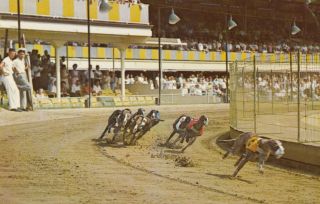 Hollywood,  Florida,  40 - 60´s ; Greyhound Racing At The Hollywood Kennel Club