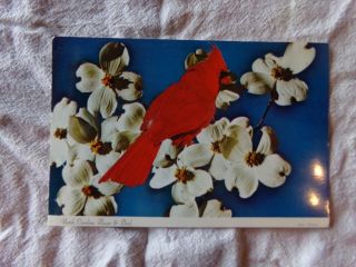 Vintage Postcard North Carolina,  State Flower & Bird,  Nc83241 - C