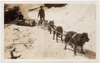 Real Photo Postcard Yukon Dog Sled Team In Alaska 106531