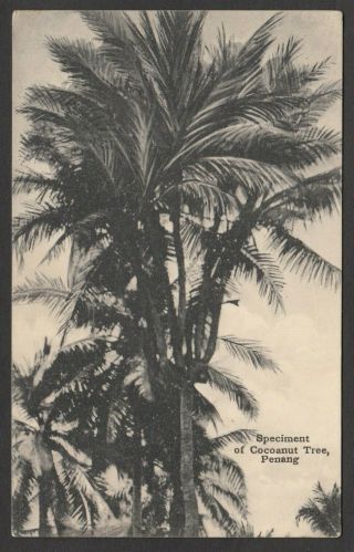 Postcard Penang Malaysia A Specimen Of Coconut Tree Posted 1917