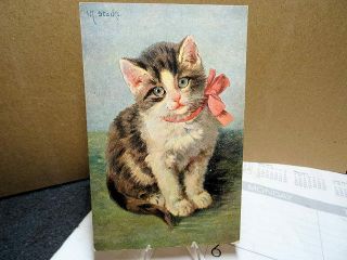 1909 Postcard Wonderful Black & White Kitty Cat With Pink Bow M Stocks