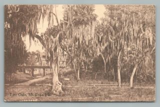 Live Oaks Mt.  Dora Florida—rare Antique Arthur Lewis Pub Postcard 1915