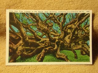 Vintage Postcard Live Oak Tree,  Largest In The World,  Near Monterey,  California