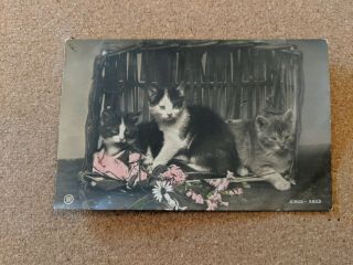 Vintage Cat Postcard.  Three Kittens In Basket With Pink Flowers.  Pm 1907.  French