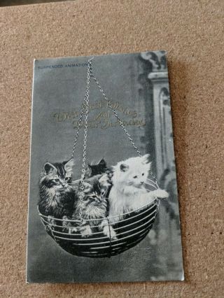 Vintage Cat Postcard.  4 Kittens In Wire Hanging Basket.  Birthday.  Pm 1907.