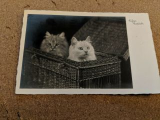 Vintage Cat Postcard.  Two Cats In A Hamper.  B/w.  Postmarked 1938.  Switzerland.