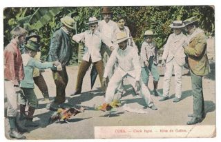 Antique 1909 Cock Fight In Cuba Rina De Gallos Postcard