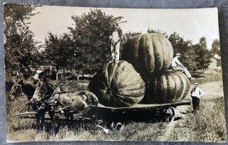 Rppc Exaggeration Huge Pumpkins Old Wagon & Horse Team C1900s