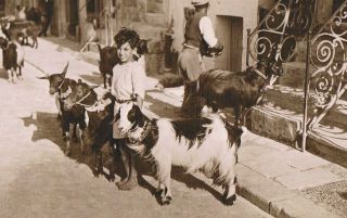 Malta - Boy With Milk Goats - Real Photo C.  1930 No.  37 By Geo.  Furst