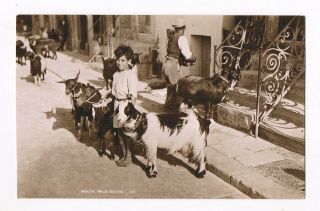 MALTA - BOY WITH MILK GOATS - REAL PHOTO C.  1930 NO.  37 BY GEO.  FURST 2