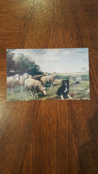 Vintage Postcard Sheep - Dog With Grazing Sheep - Old Faithful