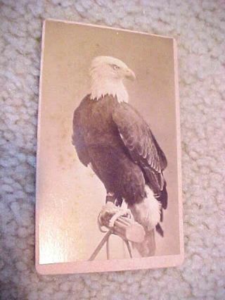 1776/1876 " Old Abe " War Eagle Photo Card International Exposition Philadelphia