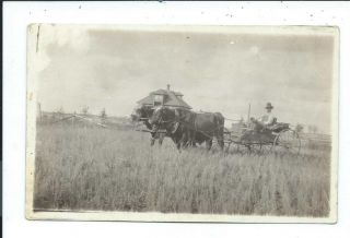 Real Photo Postcard Post Card Farming Horse Drawn Cattle Pulling Buggy 6