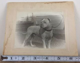 Antique Cabinet Card Photo Of Dog By Ocean,  Schooner Possibly Bar Harbor Maine