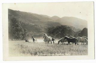 Vintage Rppc Postcard 1939 - 1950,  Horses In A Pasture,  Santa Barbara,  Calif.