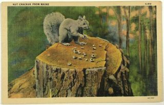 Nut Cracker From Maine Squirrel Animal Eating Nuts Vintage Linen Postcard