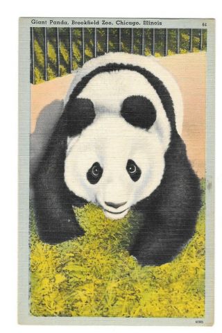 Vintage Postcard Giant Panda Mei - Mei Brookfield Zoo Chicago Illinois Pm 1945