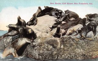 C20 - 2726,  Seal Rocks,  Cliff House,  San Francisco,  Ca. ,