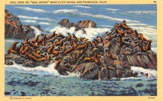 C20 - 0026,  Seals On Rocks,  Cliff House,  San Francisco,  Ca