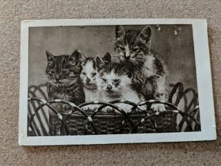 Vintage Cat Postcard.  4 Kittens In Basket.  Black And White.  Italian.  Not Mailed