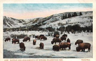 C19 - 9361,  Buffalo Herd Near Mammoth Hot Springs,  Yellowstone National Park,  Wy