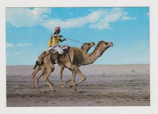 Kuwait Camel Race In Desert View Vintage Photo Postcard Rppc (53278)