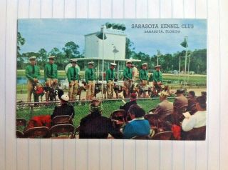 Postcard Sarasota Kennel Club Florida Greyhound Dog