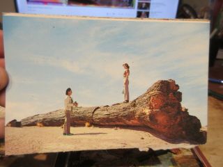 Vintage Old Postcard Arizona Petrified Forest National Park Faithful Rainbow Log