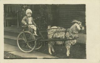 Cute Boy In Goat Cart Fun Antique Photo Pc Denver Colorado