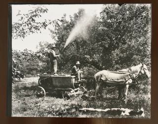 Annapolis Valley,  Nova Scotia Apple Orchard With Horse And Men Spraying Trees