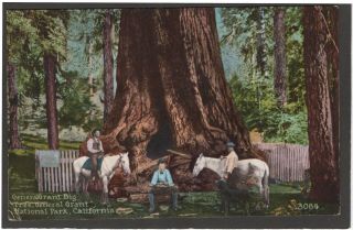Old Photo Color Postcard General Grant Big Tree National Park Ca C1907 Sequoia