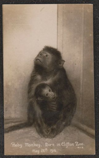 1916 Bristol Baby Monkey Born At Clifton Zoo May 26th Real Photo Postcard