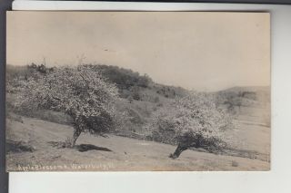 Real Photo Postcard Apple Blossoms Waterbury Vt